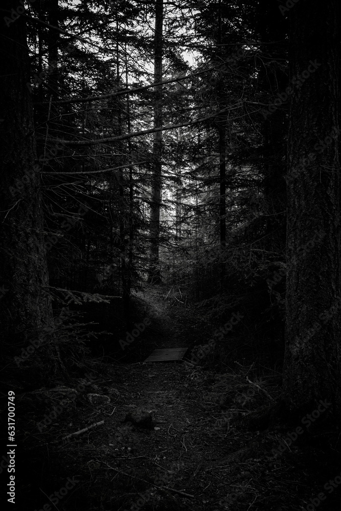 Fototapeta premium Pathway in a gloomy and dark forest in Finland in the summer or autumn. Creepy and dismal landscape in black and white.