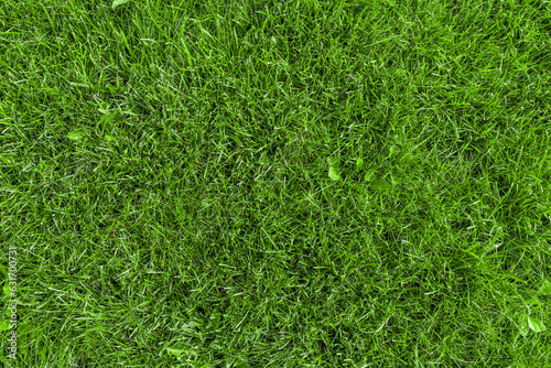 Nature grass texture