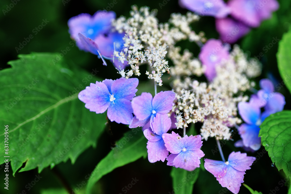 登山道脇に咲いていた紫陽花