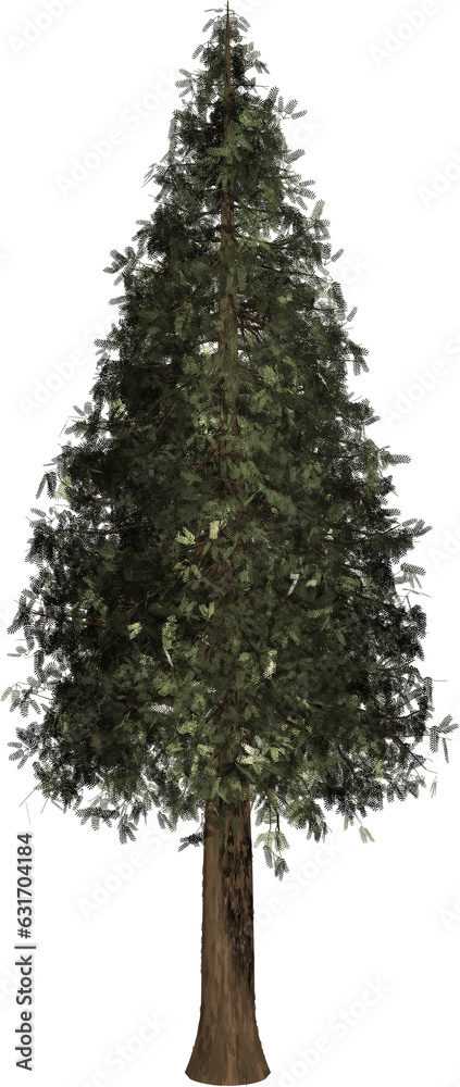 Fototapeta premium Sequoia, Christmas tree