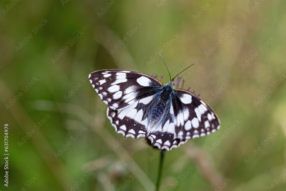 Naklejka premium Marbled White (Melanargia galathea) butterfly is posing with open wings. Horizontally. 