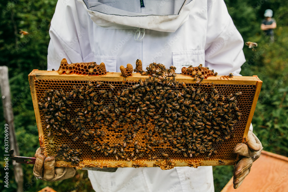 beekeeper inspecting her hives full of bees and royal cells beekeeper inspecting her hives full of bees and royal cells
