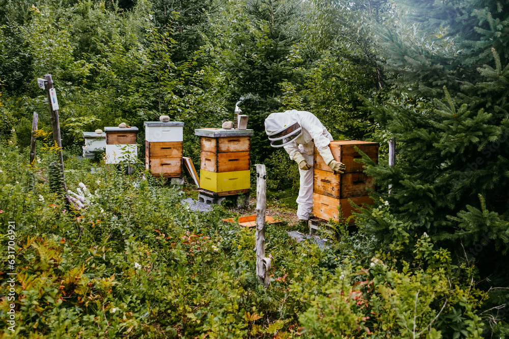 beekeeper inspecting her hives full of bees beekeeper inspecting her hives full of bees