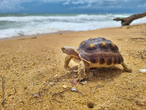 Sukata tortoise walking on the beach by the sea © Suntaraporn