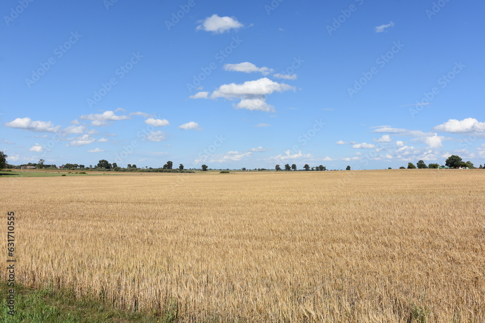 pole, zboże, wieś, uprawy, rolnictwo, ziemia, farma, krajobraz, lato, plon, żniwa, Wielkopolska, 