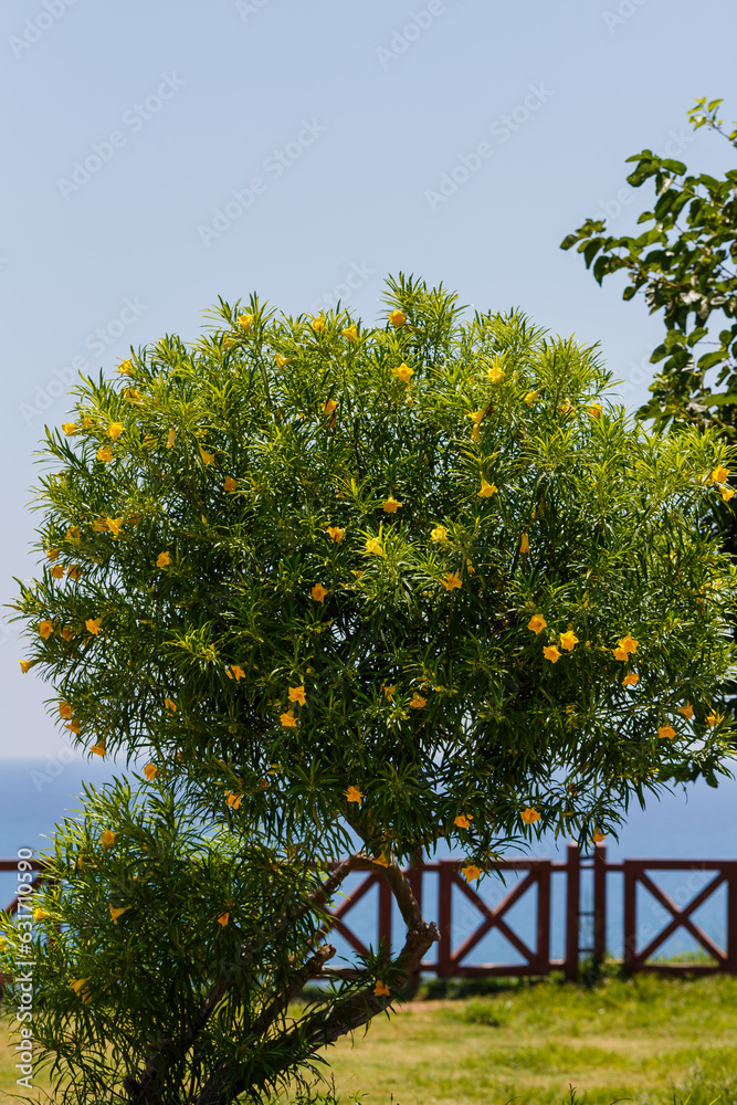Tevetia ( Latin Thevetia ) is a genus of flowering plants in the Kutrovye family ( Apocynaceae ). Yellow oleander in bloom Tevetia ( Latin Thevetia ) is a genus of flowering plants in the Kutrovye family ( Apocynaceae ). Yellow oleander in bloom