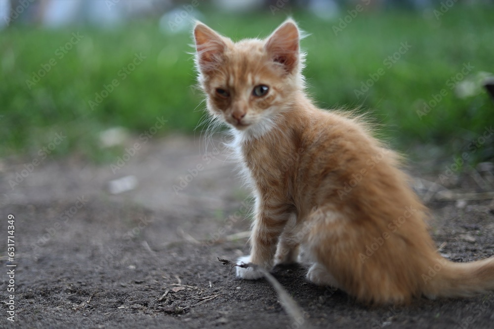 cat on the grass