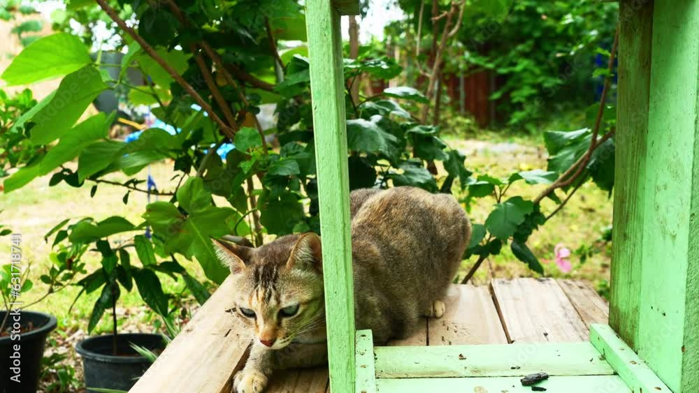 Tabby cat resting with a green wooden box in the garden, Cute kitten behavior Tabby cat resting with a green wooden box in the garden, Cute kitten behavior