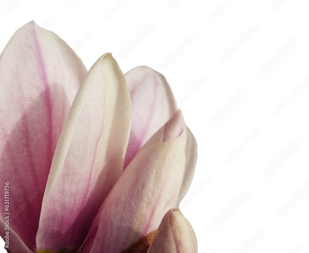 flowers magnolia perfume sky spring season pink