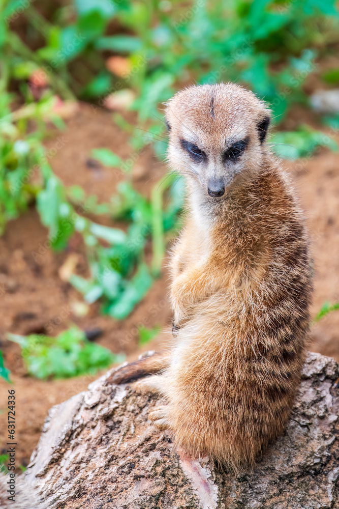 Fototapeta premium Meerkat, Suricata suricatta, on hind legs. Portrait of meerkat standing on hind legs with alert expression. Portrait of a funny meerkat sitting on its hind legs.