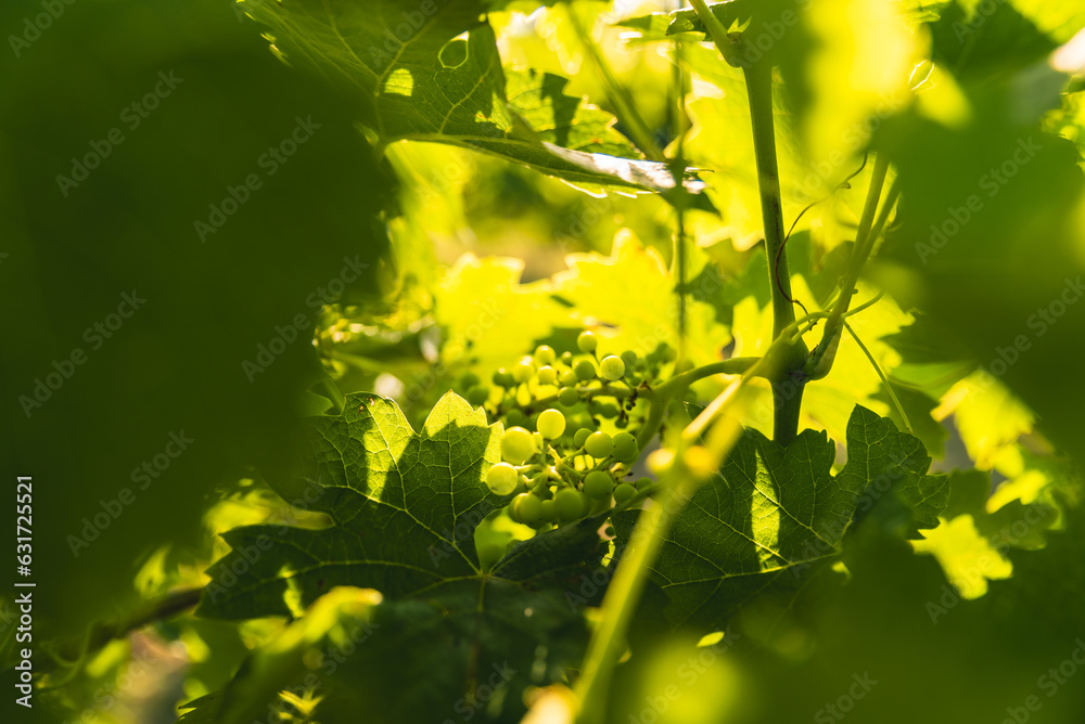 green grapes nestled in vine leaves green grapes nestled in vine leaves