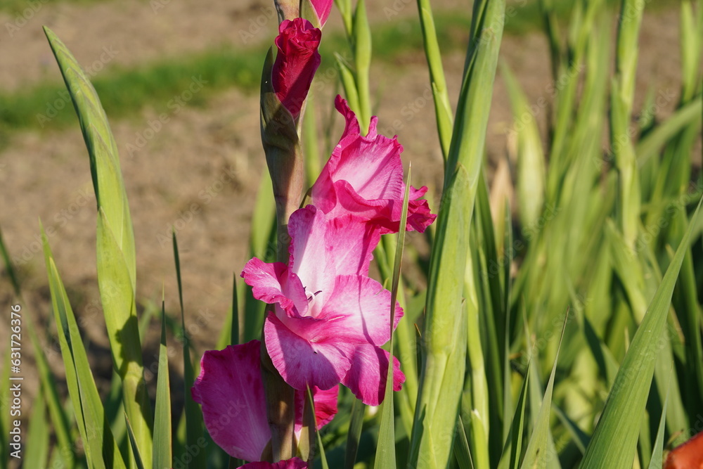 Gladiolus hybrid flowers in light fuchsia color growing in natural condition on a field. There are some leaves on the background enlightened by the sun and some copy space. Gladiolus hybrid flowers in light fuchsia color growing in natural condition on a field. There are some leaves on the background enlightened by the sun and some copy space.