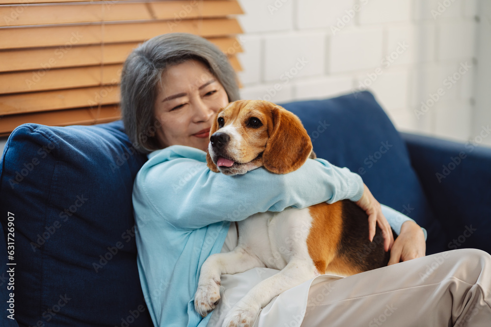 Happy asian senior woman retirement enjoying her dog pet in the home, Friendship pet and human lifestyle concept.