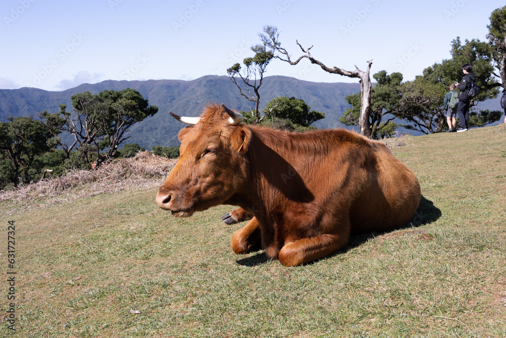 Vache Vache