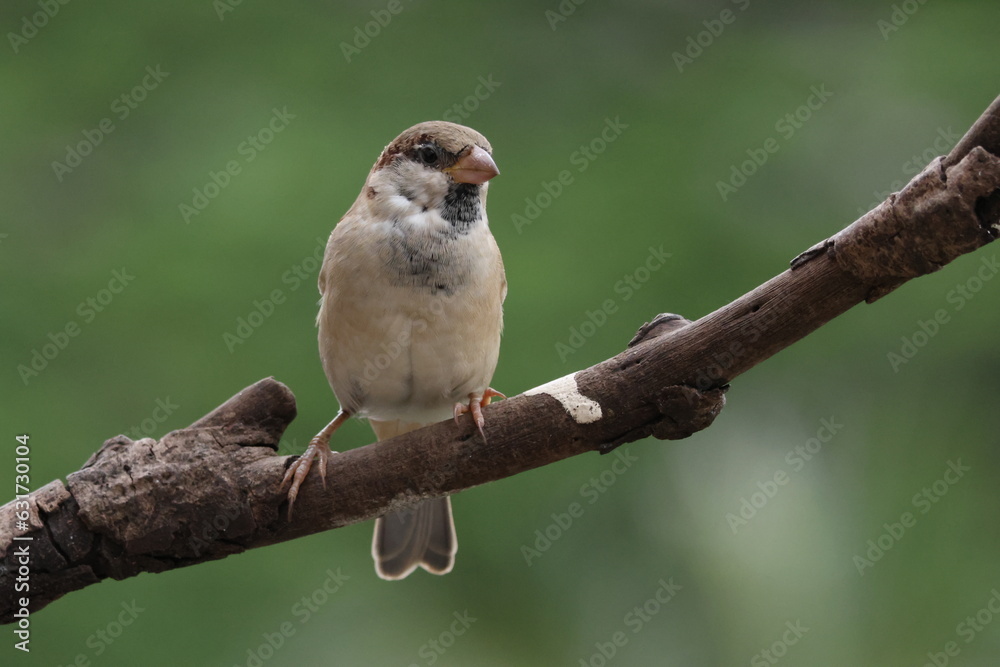 sparrow on a branch Close-up of bird perching on branch common house sparrow sparrow on a branch Close-up of bird perching on branch common house sparrow