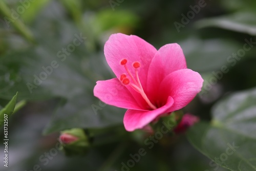 pink hibiscus flower in garden © wachira