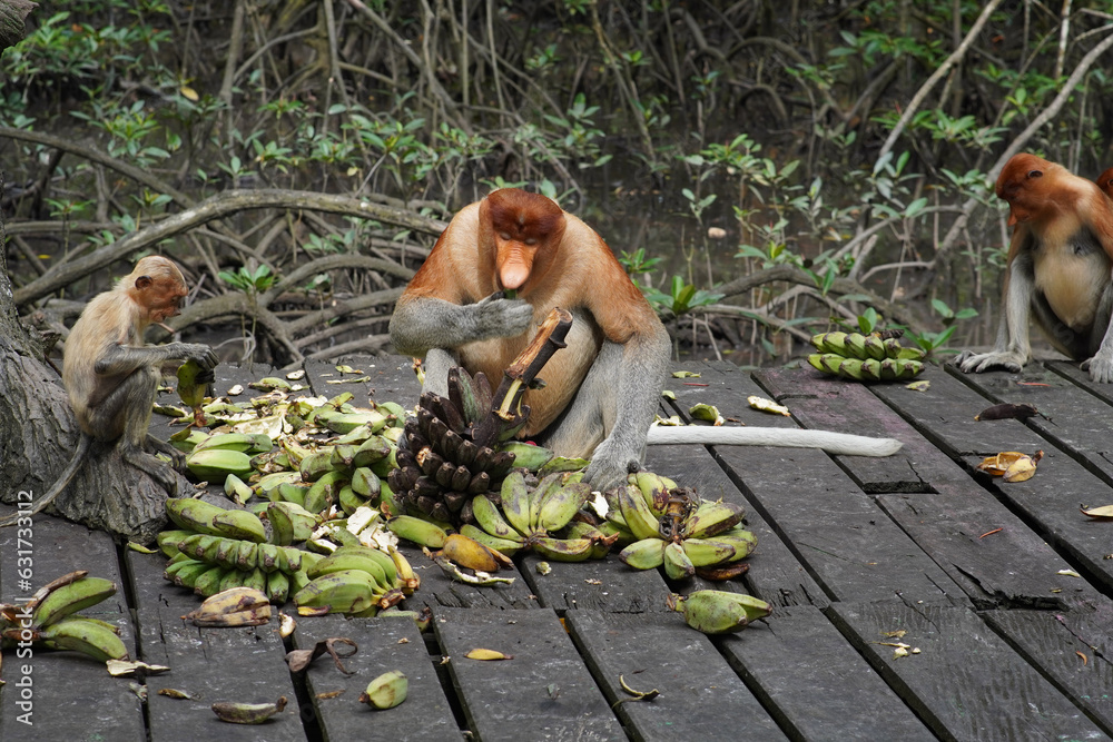 Fotografie proboscis monkey