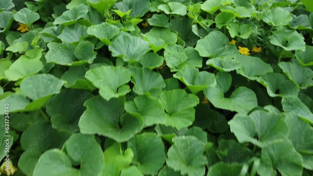 Aerial view of pumpkin plantaion. Top view of big round green leaves Aerial view of pumpkin plantaion. Top view of big round green leaves