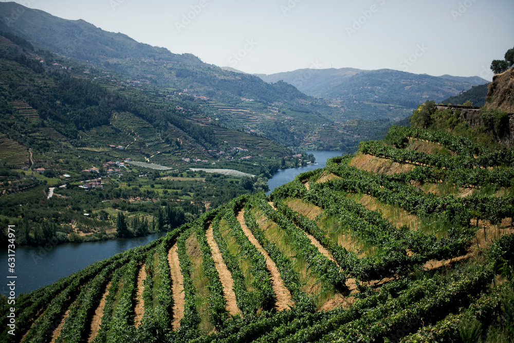 Vineyards in the Douro River Valley, Portugal. - obrazy, fototapety, plakaty 