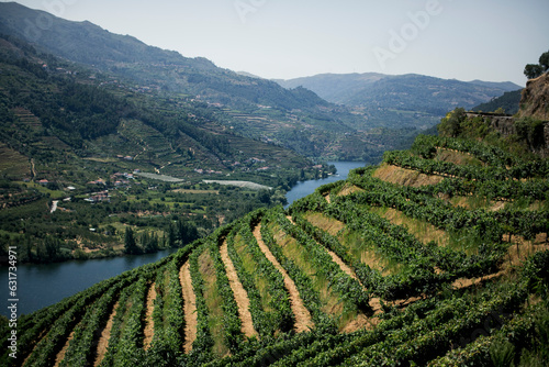 Vineyards in the Douro River Valley, Portugal.
