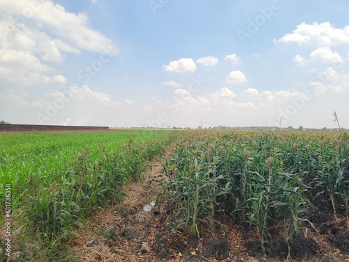 Corn plantation with white cloud background