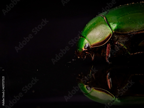 Closeup green beetle bug with reflection