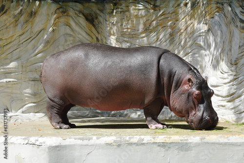 Hippopotamus (Hippopotamus amphibius) in the zoo