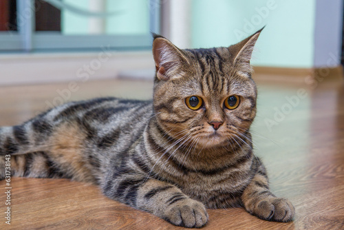 sad cat lies on the floor, scottish straight cat