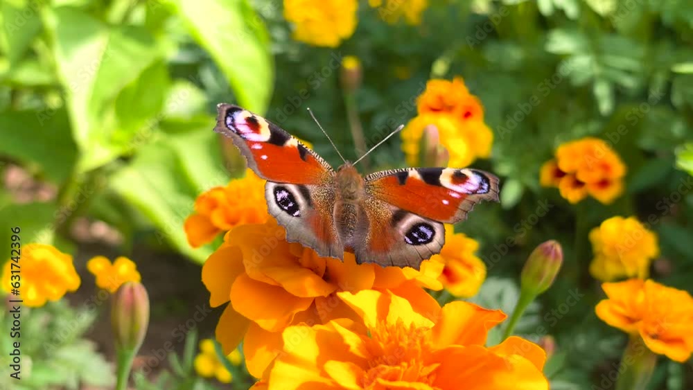 A butterfly sits on a flower. An insect pollinates a flower. It flaps its wings. Sunny summer, autumn day. Close-up.