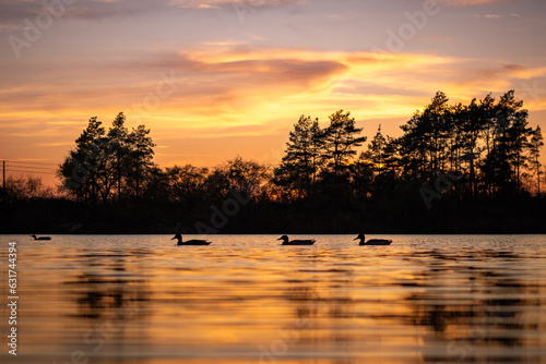 ducks swim on a small city lake during a beautiful sunset 