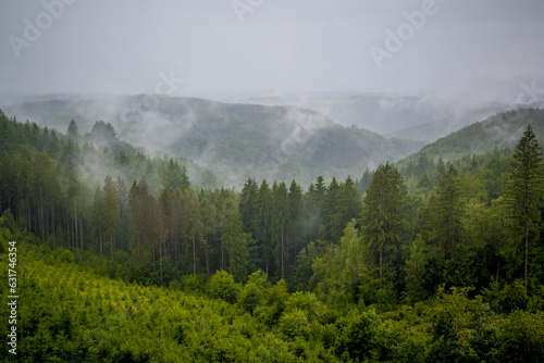 View on the rainy and foggy Ardennes forest in Wallonia photo