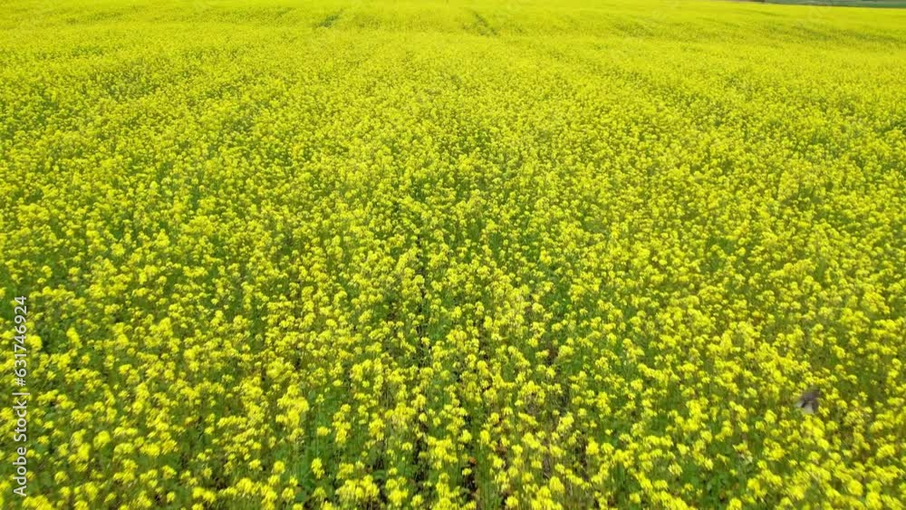 Agricultural field with flowering crops. Rapeseed season. The drone is flying over the field. Aerial view. Field with a yellow bloom