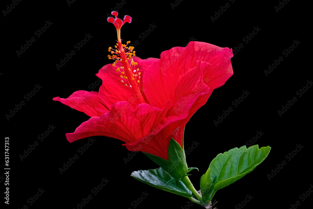 Fototapeta premium Big red hibiscus flower