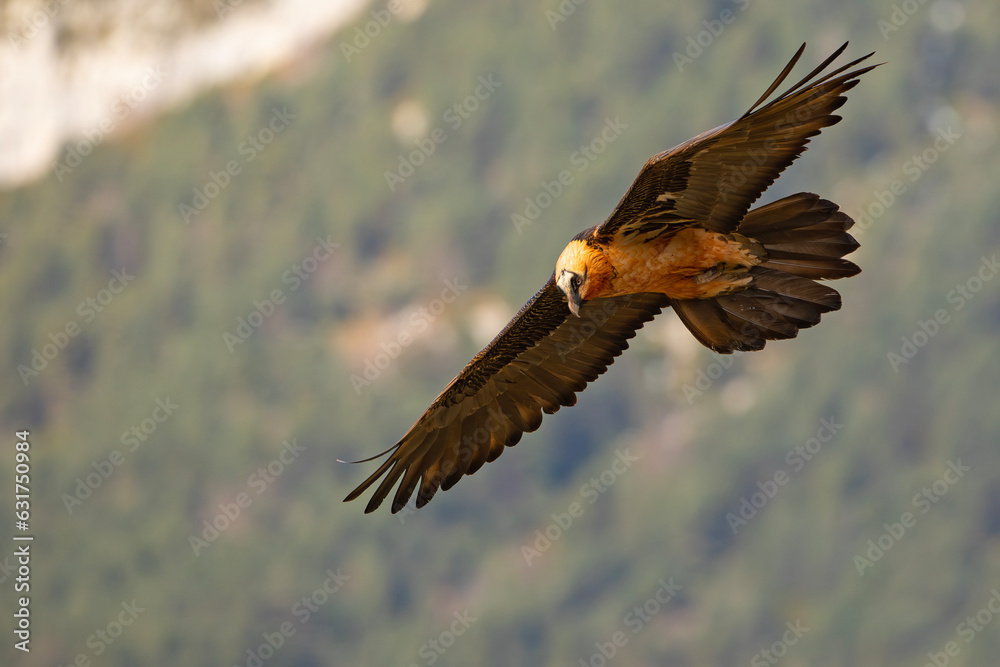 Obraz premium orłosęp, orłosęp brodaty (Gypaetus barbatus)