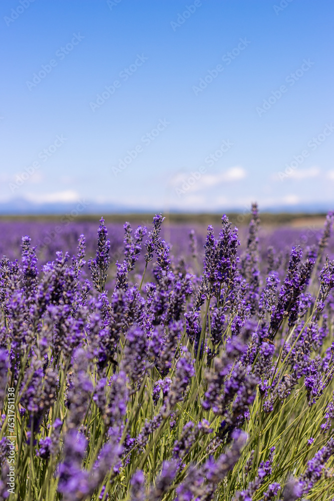 Naklejka premium Campos de lavanda