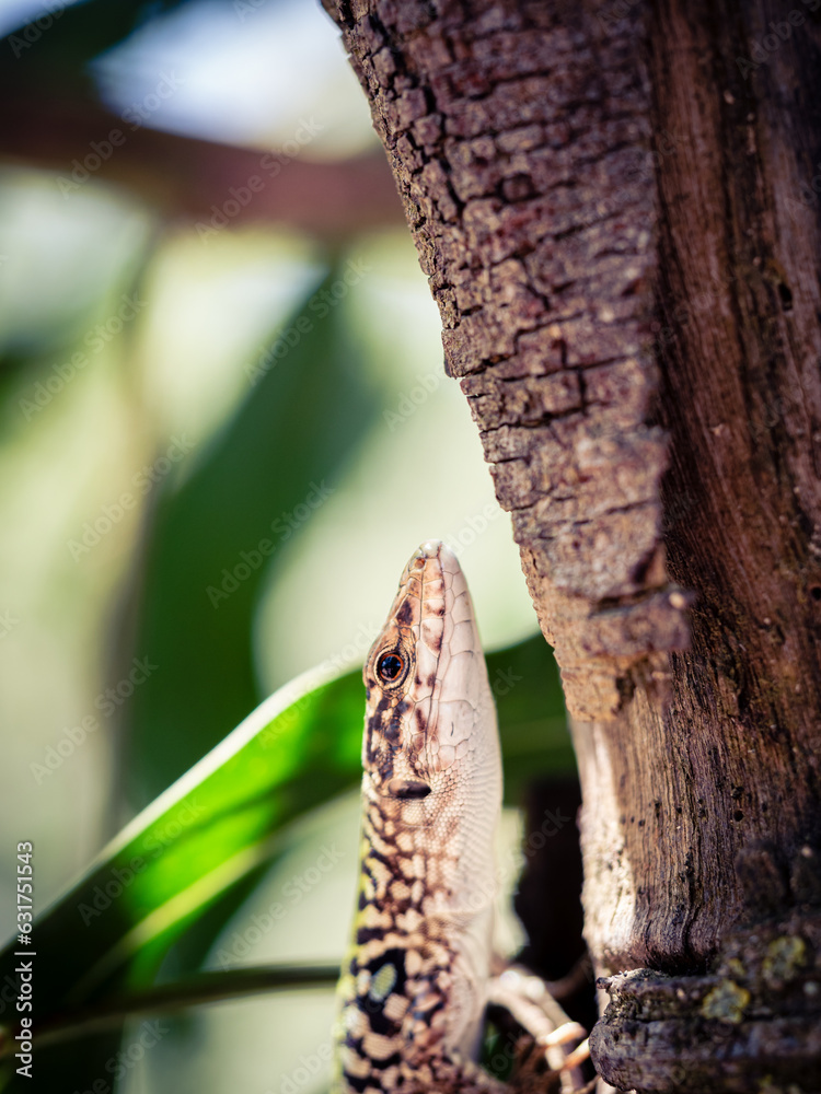 cabeza de un lagarto subiendo a un árbol
