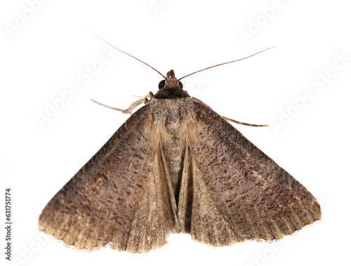 moth isolated on white, top view, clipping photo