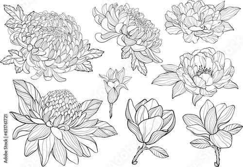 Set of Peony, chrysantea, magnolia, Torch ginger photo