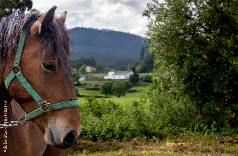 Obraz premium caballo en pueblo