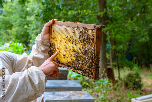 Beekeeper or apiarist looking and pointing a honeycomb frame in apiary