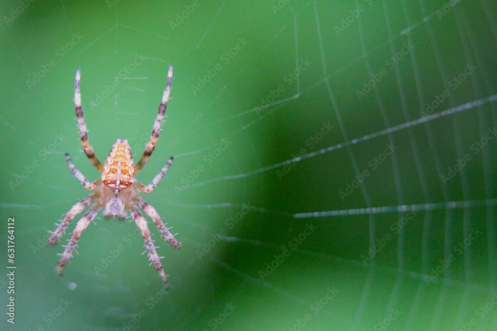The spider species Araneus diadematus is commonly called the European garden spider, cross orbweaver, diadem spider, orangie, cross spider, and crowned orb weaver. The spider species Araneus diadematus is commonly called the European garden spider, cross orbweaver, diadem spider, orangie, cross spider, and crowned orb weaver.