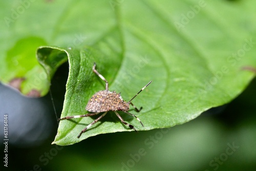 Halyomorpha halys (Heteroptera: Pentatomidae), the brown marmorated stink bug, is native to Asia and has emerged in recent decades as a major insect pest able to colonize new habitats photo
