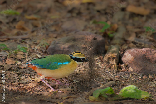 Indian Pitta searching the food and insects by digging the soil and spreading the fallen leaves in the natural habitat of the Tadoba Andhari Forest reserve. photo