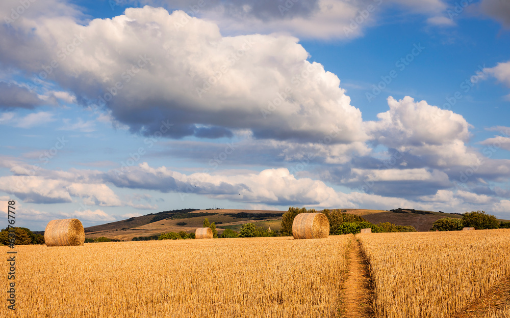 Fototapeta premium Rodmell Barley fields nestled in the south downs east Sussex south east England UK