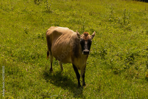 Cows on green grass in sunny day.