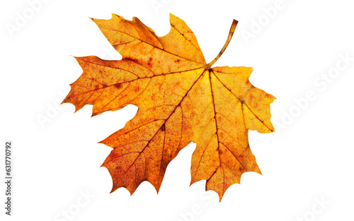 autumn yellow maple leaf isolated on white background