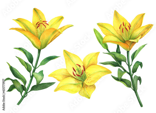 Set of watercolor lilies, hand drawn illustration of yellow flowers, floral elements isolated on white background.
