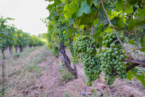 Vineyard in ealry summer not ripe yet for harvesting photo