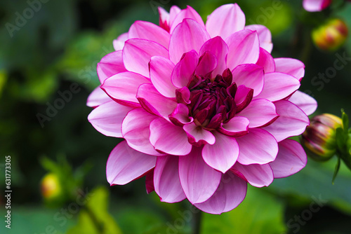 Dahlia Creme de Cassis, one lovely flower Dahlia with purple flowers