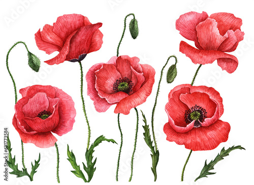Set of watercolor poppies, hand drawn floral illustration, red field flowers isolated on a white background.